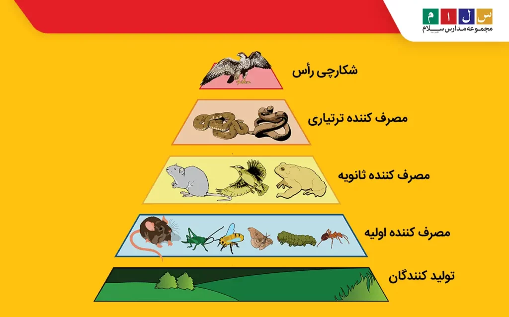 هرم غذایی نشان‌دهنده تولیدکنندگان، مصرف‌کنندگان اولیه، ثانویه و شکارچی راس