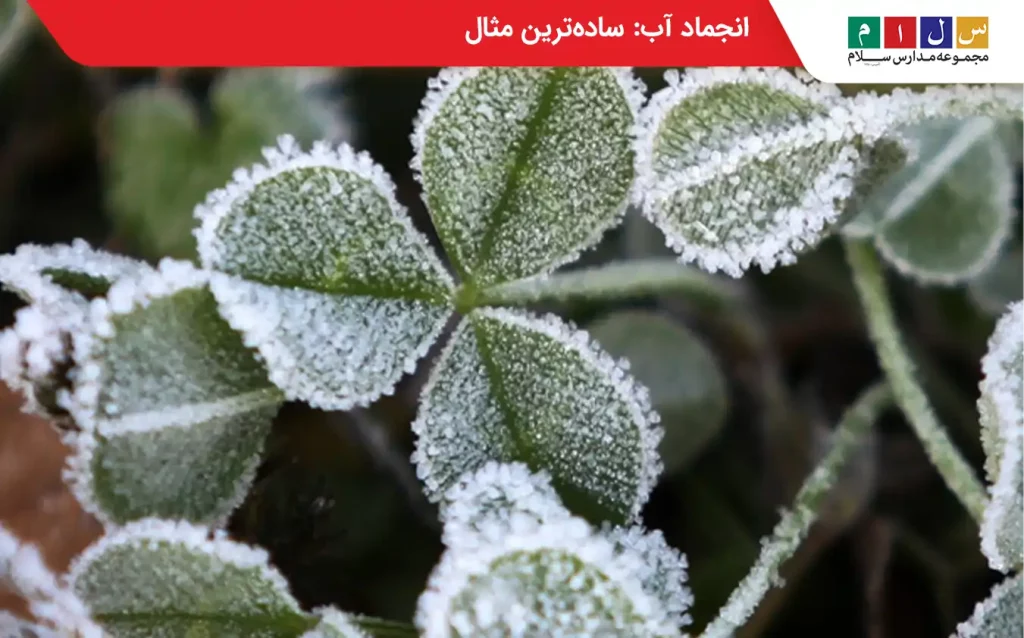 انجماد آب روی برگ گیاهان در هوای سرد