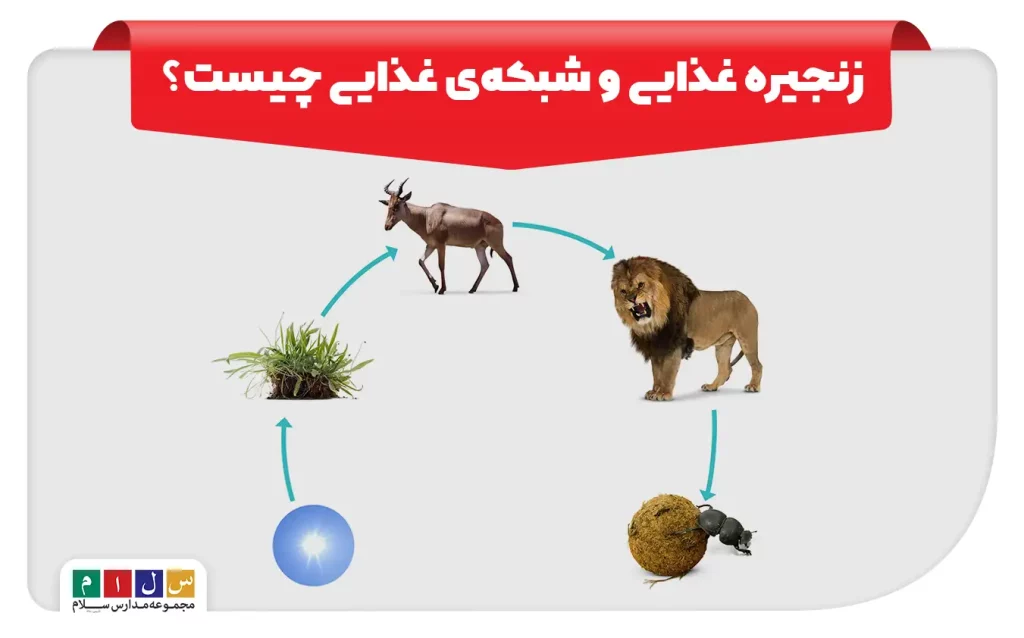 نمودار زنجیره غذایی شامل گیاه، گوزن، شیر و تجزیه‌کننده‌ها