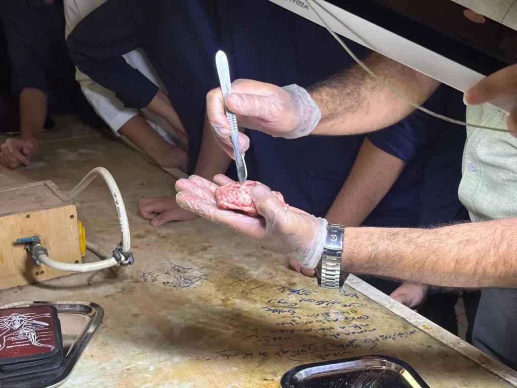 تشریح مغز توسط دانشآموزان یازدهم تجربی دبیرستان سلام تجریش